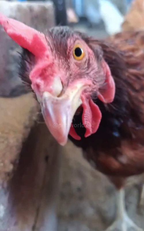 Chicken core#funny #chicken #animals #pet #funnyvideos #funnydailylife 