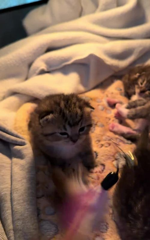 #cats #catsoftiktok #kitty 