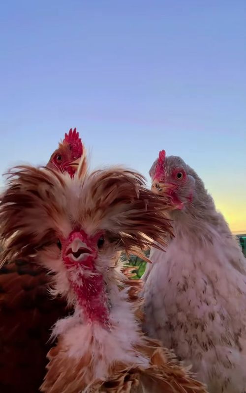 Funny Chicken Singing 😂😂😂😂 #fyppppppppppppppppppppppp #animals #funnyvideos #funny #trending 