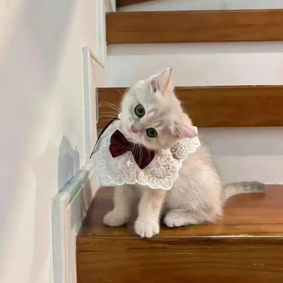 funny.cat555