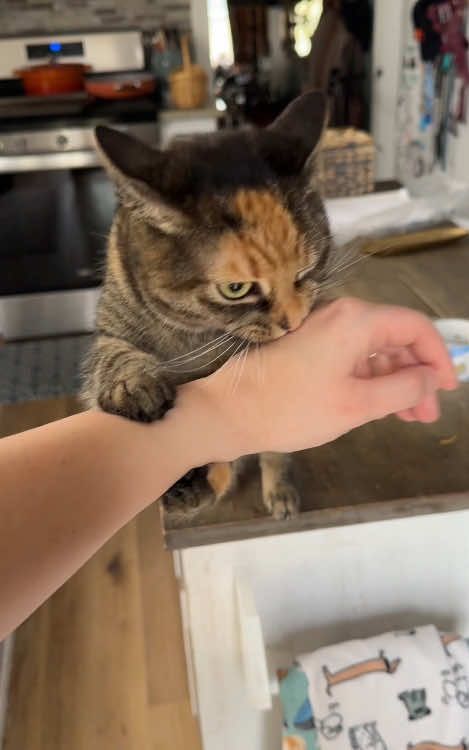 A clingy cat 🐱🥰 #cat #cats #catsoftiktok #funnycat #catlovers #cutecat #funnyvideos #funny #funnyanimals #funnytiktok #viral #fyp #cute #tiktok #Foryou 