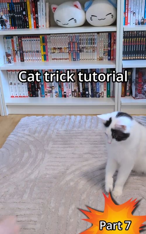 Cat trick tutorial Part 7 The only real requirement for teaching your cat any trick—regardless of age or breed—is that they enjoy treats or some form of reward. Everything else is up to you. All you need is a bit of patience and consistent practice. Just a few five-minute training sessions per week are already enough. Good luck and have fun! #cat #catenrichment #cattrick #cattutorial  Music from #Uppbeat (free for Creators!): https://uppbeat.io/t/night-drift/scuffle License code: LMPPOFHKRKSBCQJR