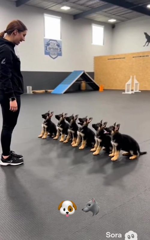 K9 German shepherd puppies training #k9 #germanshepherd #puppy #dogtraining #fyp 
