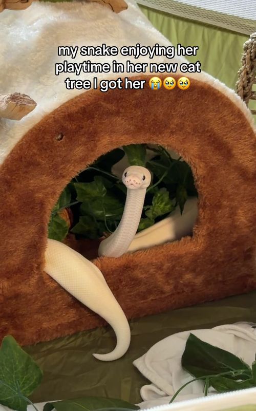😭😭😭😭😭😭😭 she’s so precious #reptilekeeper #ballpython #snakesoftiktok #snake #petsnake 