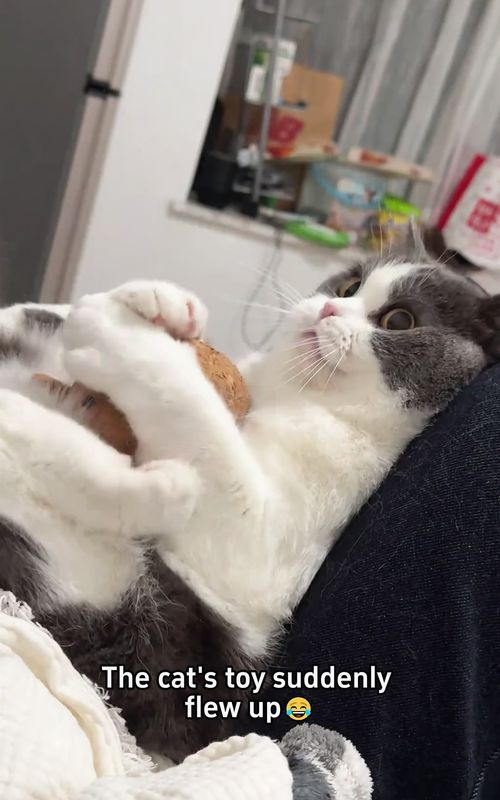 Cats and toys🐱😂😂#cat #tiktok #funnycats #usa🇺🇸 #catsoftiktok 