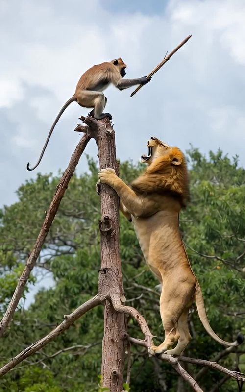 Lion vs monkey on the tree #viral #funnyvideo #funnytiktok #funnyanimals 