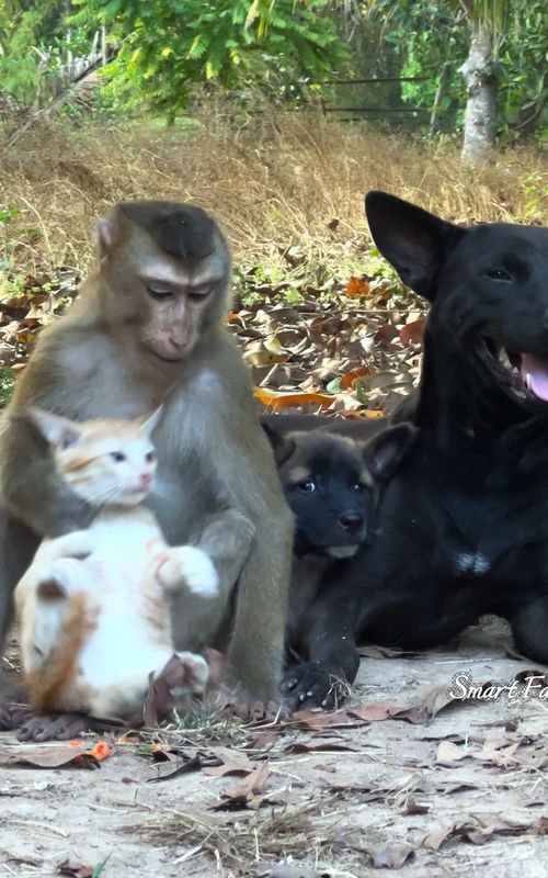 Dollar best care baby cat and baby dog...😝#adoreble #monkey #babyanimals #cute #babymonkey #animals #babyanimal #babypets #adorably #animalphotographyc#monkeybaby #animalphotography🐶‍🦺#cuteanimalstiktok #monkeytok🐒 #monkeytokb #monkeytoking #mokeybaby