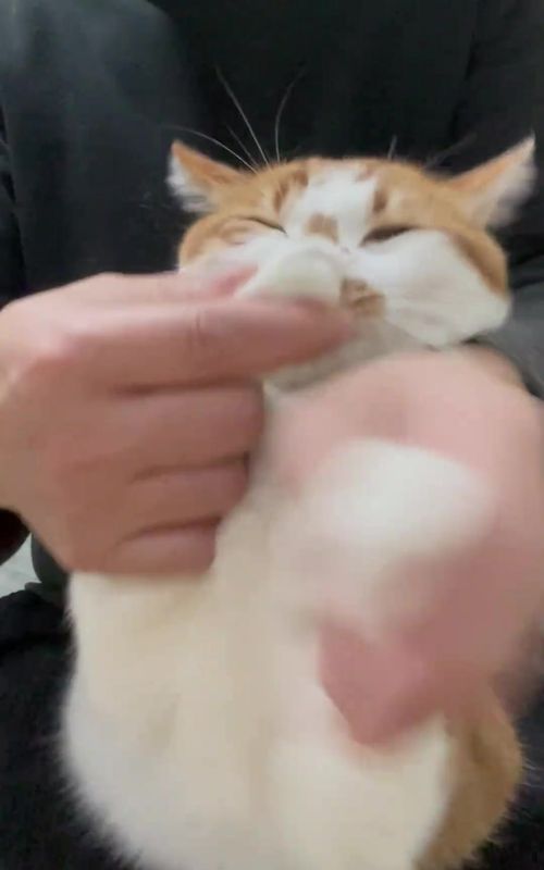 Strange cat solo dance 2#cat #catsoftiktok #cutecat #funnycat 
