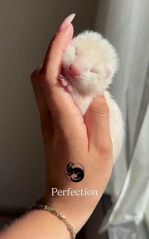 Does it get any fluffier than this? ☁️ Who needs a new best friend? #FerretHaven #ferretsoftiktok #exoticpets #fypppp #ferret 