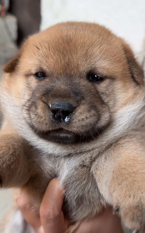 #puppy #doglover #petlover #cute 