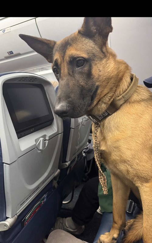 Here’s a realistic perspective of what it looks like traveling with a service dog!  When I first created this page I set out to show what a true service animal should look like in public. How well mannered, aware and out of the way a properly trained SD should be. The goal was to educate people on service animals and put in perspective what the expectations are and hopefully hold everyone accountable to that standard. I’m not suggesting I have the best trained dog out there, not even close but I do believe that he portrays the standard. I got tired of TSA and FA telling me how well behaved my dog and seeing how surprised they are every time when in reality that should be the norm but unfortunately too many abuse the system… So here’s to all of those who took the time to work on public access with their SD and lots of encouragements to those who are still training their SD in spite of challenging it is! @delta @rayallenk9 