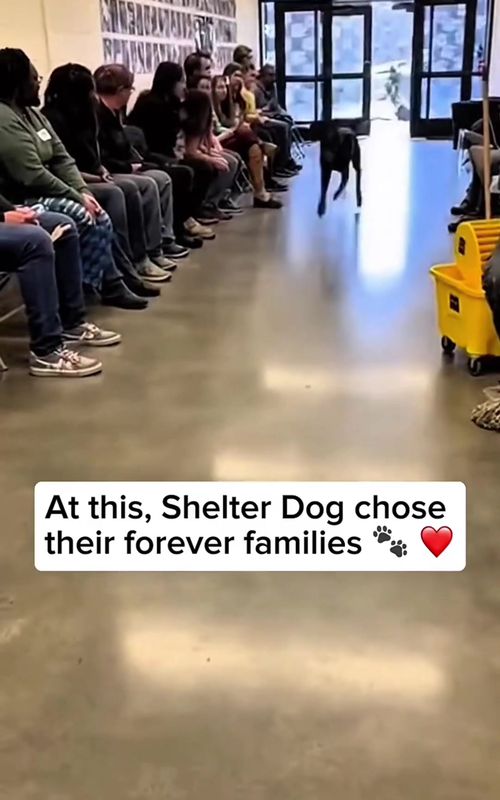 At this Shelter, Dogs chose their favorite humans 🥹#dog #doglover #usa🇺🇸 #fyp #viral 