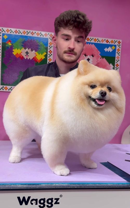He is pombon!!  . #dogs #doggrooming #pomeranian