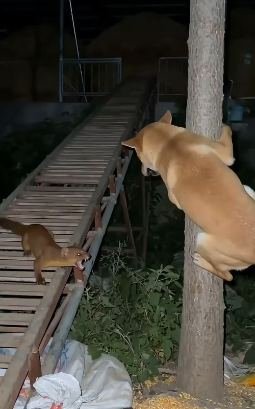The weasel stole the chicken! The dog was so scared that it could even climb trees!#animals #viral #wildlife #fyp #fypviral #family #weasel #goose #dogs #cat #funny