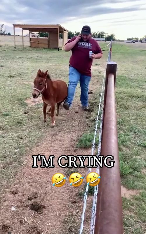Funny donkey#donkey #animals #fyp #funnyvideos #funny   