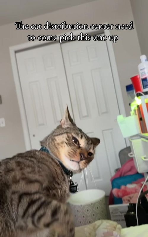 I think I got the runt #fyppppppppppppppppppppppp #catsoftiktok 