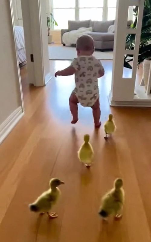 #BabyTok #Ducklings #BabyAndDucklings #BabiesAndPets #CuteAnimals ❤️