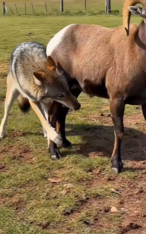 Sheep: Brother Ma, you're amazing!#animals #viral #wildlife #fyp #fypviral #family