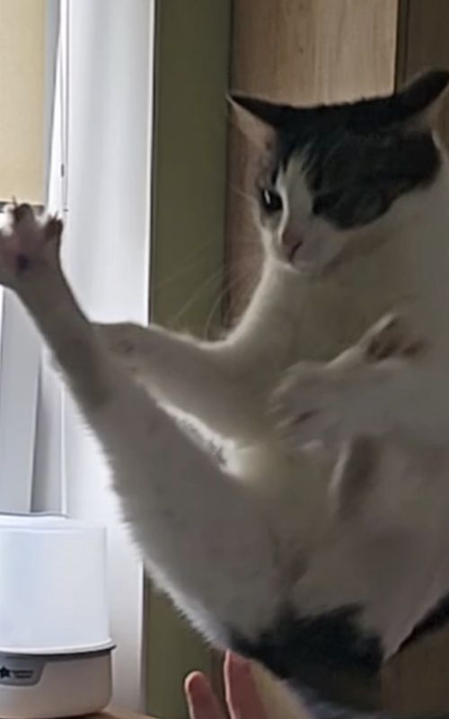 Sunday cat core 😺😸  #cat #catsoftiktok #kitty #lol #cattok 