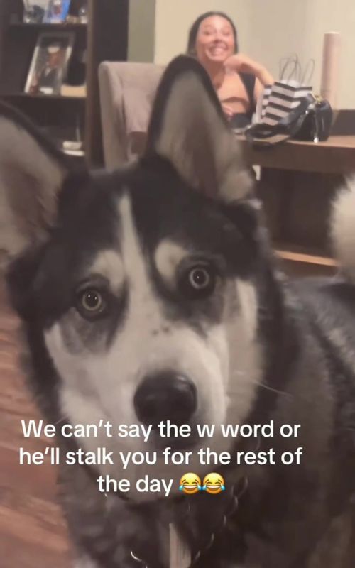 Dogs love going for walks. 😁 Hunde lieben Spaziergänge. 😁 Les chiens adorent aller se promener. 😁 #dog  #funny  #fyp  #humor #animals 