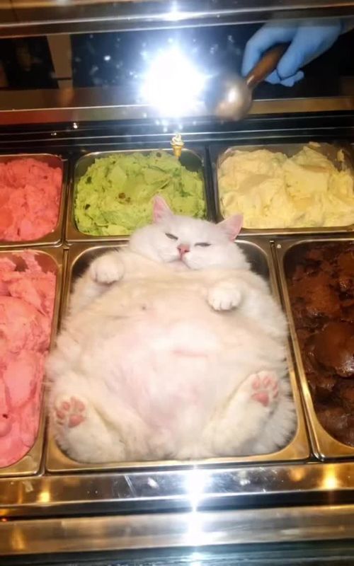 Day 8/365 🐱 Not ice cream… a tiny kitty! 😻🍦 Follow for more! #fyp #viral #catsoftiktok #cute #viral 