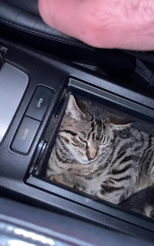 Cats can sleep anywhere…except their own bed!🤣cat #cat #cats #catsoftiktok #funny #funnycat #cutecat #catlover #funnyvideos #funnyanimals #funnytiktok #Foryou #fyp #tiktok #tiktokviral #hahaha 