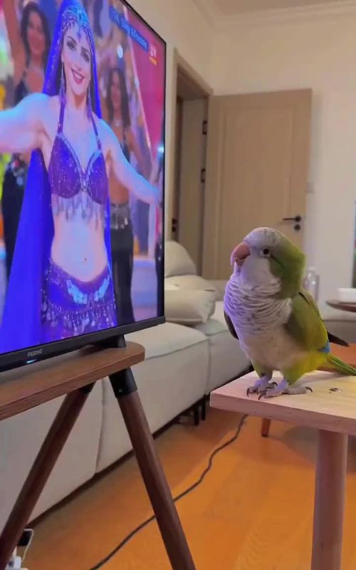 #bird #pet #parrot #dance #fyp 