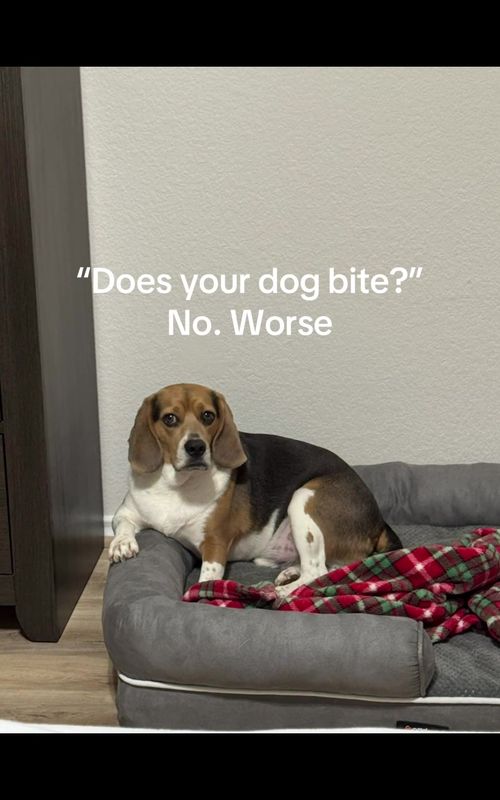 It’s an every day thing. #dogsoftiktok #beagle #dogtok 