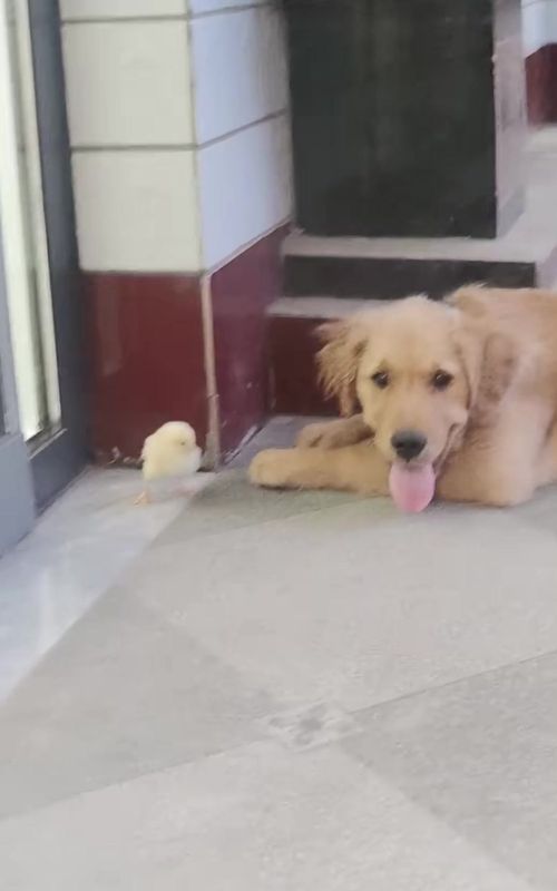 funny dog#dog #pet 