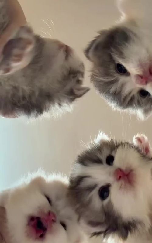 So many cute kittens.