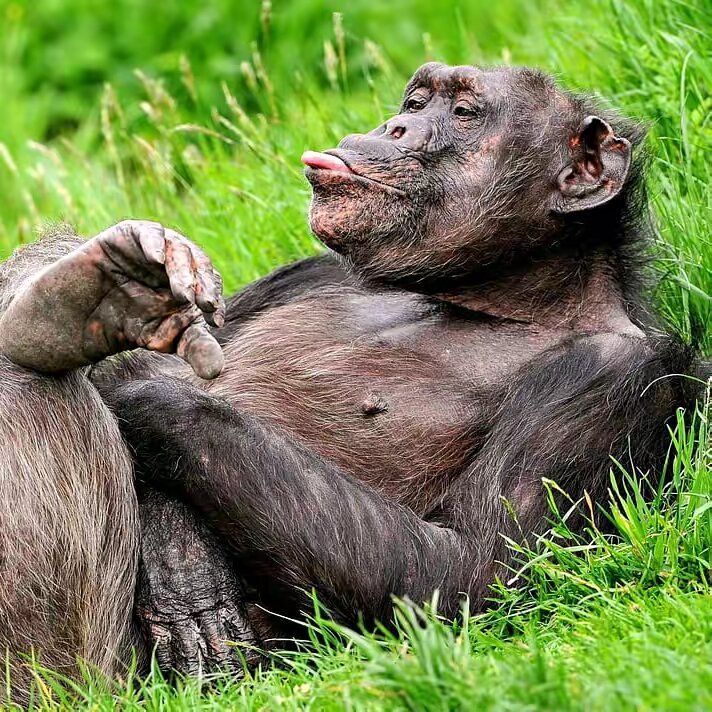 Monkey Zoo