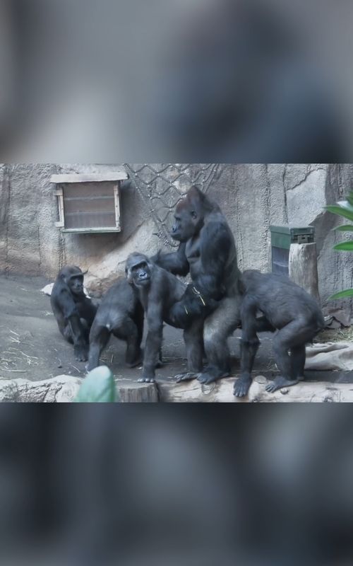 family gorilla in Monkey Zoo 🐒 🙈 🙊 #greenscreen #gaming #usa🇺🇸 #gorilla #gym 