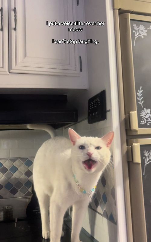 Here’s another one🐱😂 #catlover #funnycat #catsoftiktok #cattok #fypシ 