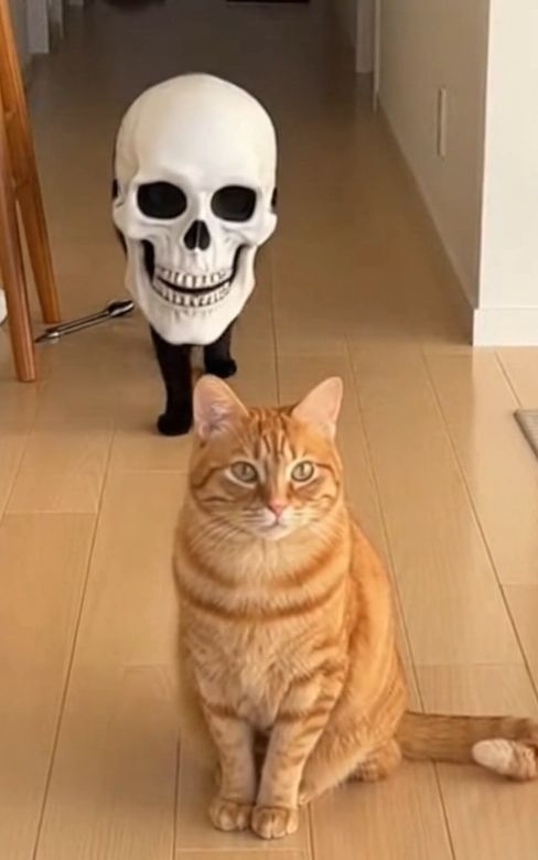 🤣🤣🤣 #foryuopage #fyp #catsvideo #catsofttiktok #funnycat 