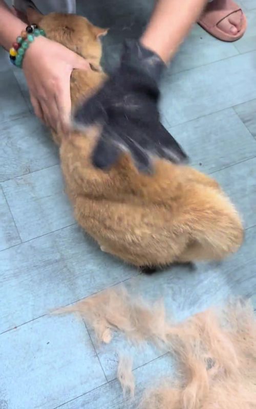 Pet them, groom them, stay safe. 🐾🧤 These thick grooming gloves remove fur and protect your hands—all in one cozy stroke. #GroomingMitt #AntiScratchGloves #DesheddingTool #PetGrooming #HandsFreePet