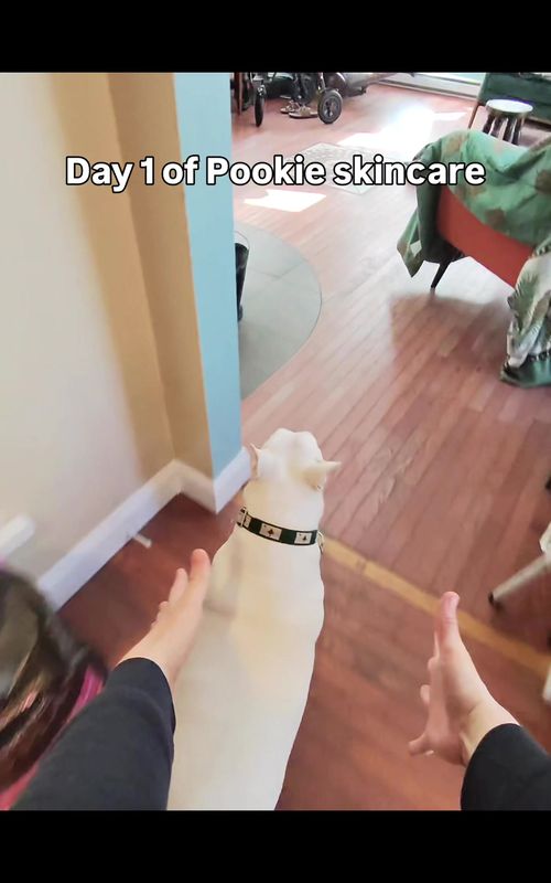 Day 1 of Pookie skincare! (I forgot to post day 1-6 on tiktok ) #dogskincare #englishbullterrier #skincare #dogcare 