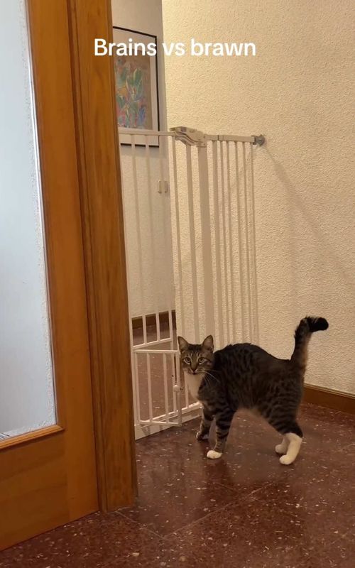 My cat brain is fully developed 🐱#cats #cat #catsoftiktok #funny #funnycat #catlover #funnyvideos #funnyanimals #funnytiktok #pet #smartcat #lovecat #Foryou #tiktok #animals #tiktokviral #fyp 