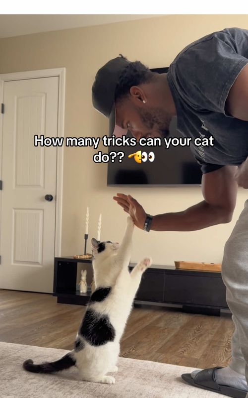 Smart guy…when he wants to be.  #fyp #PetsOfTikTok 