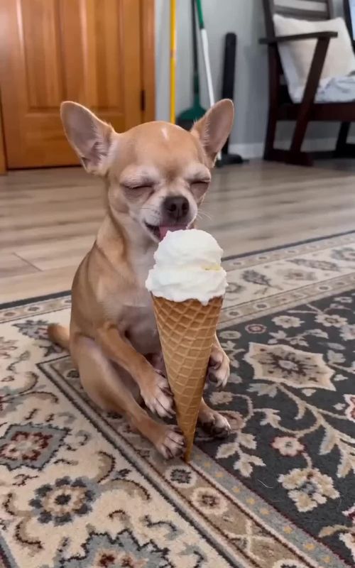 Poor Vito was looking at the ice cream and then Benito made him cry #chihuahua #dog #funny #vitoandbenito #funnydogs