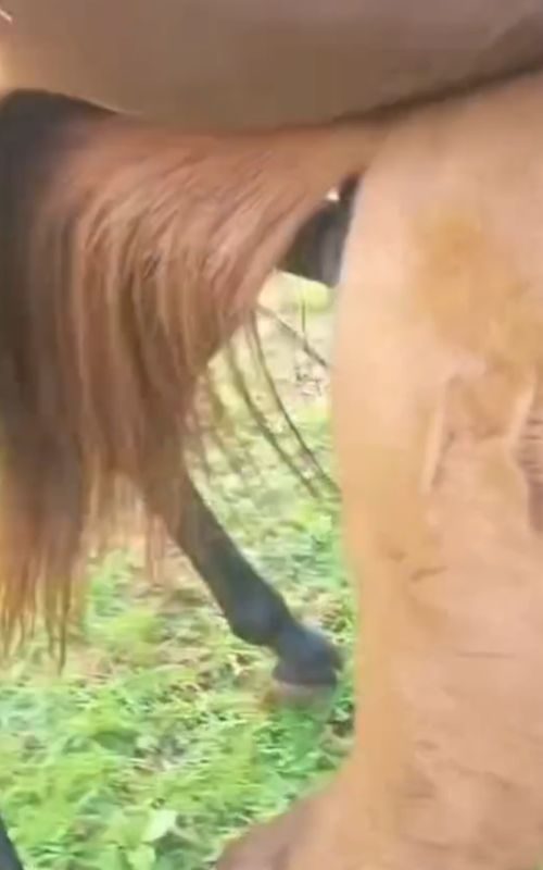 #equinos  #caballos #horse #horsesontiktok #fazenda 