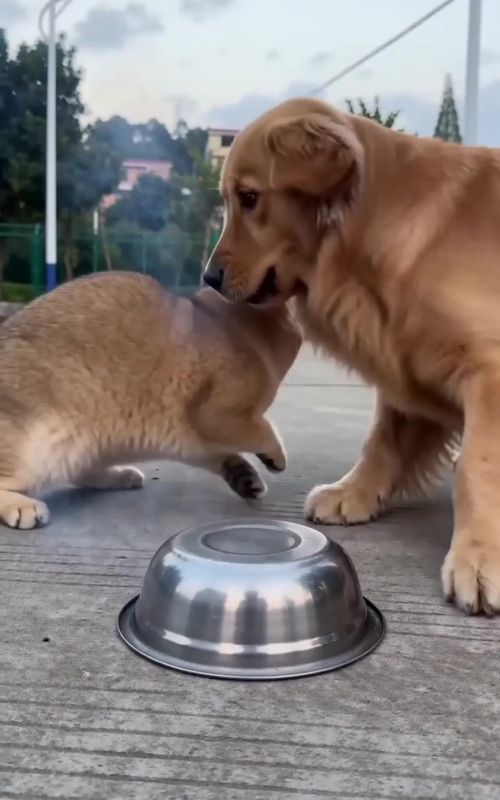 #pet #funnypets #cutecat #catsoftiktok #fyp 