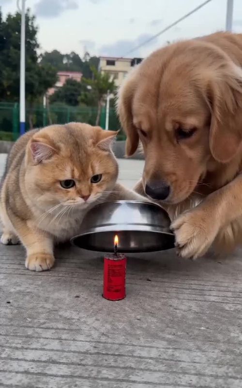 The Hilarious "Explosion" Prank Between a Dog and a Cat! 🐶🐱​#FunnyPets #Prank #GoldenRetriever #CatAndDog #FunnyAnimals 