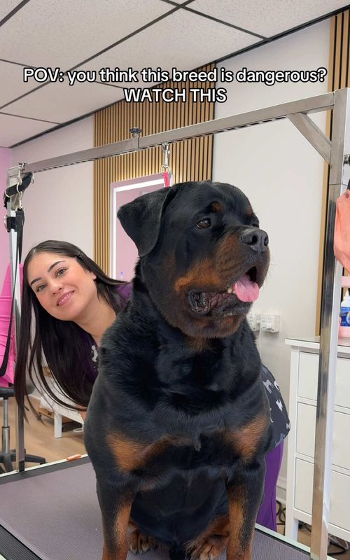 BIG BABY SIMBA 😍 #dogsoftiktok #doggrooming #dog #petlover #rottweiler 