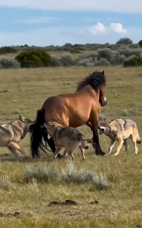Wild Horse vs. Wild Wolf#viral #wildlife #fyp #fypviral #family #animals