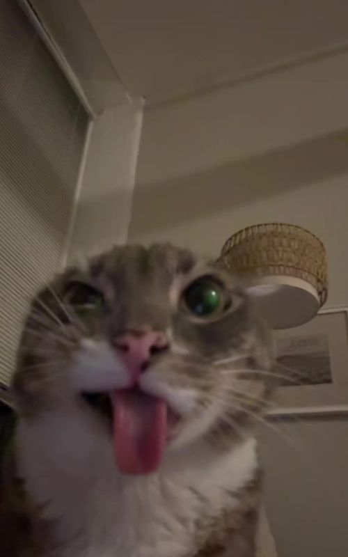 hello hello rigbyet  #fyp #rigbycat #catsoftiktok #catcontent #sillycat 