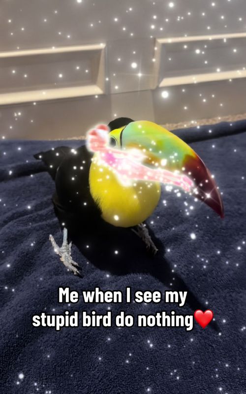 I love my girl 💕 #exoticpets #toucan #fyp #viral #exoticpet 