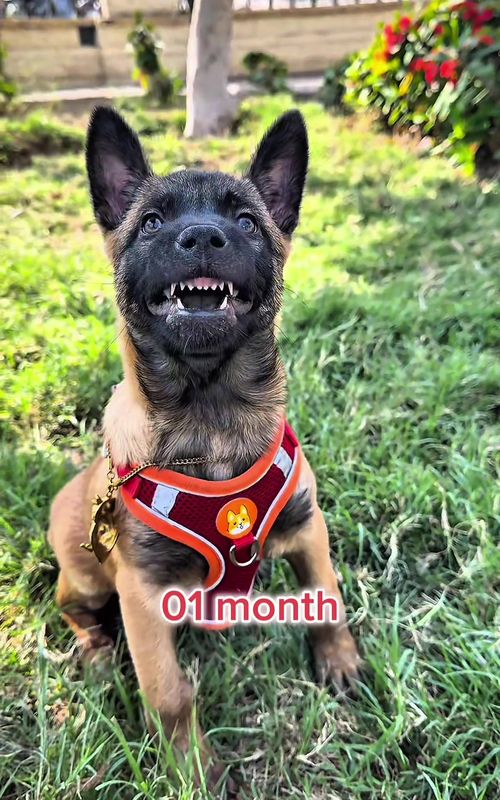 #dog #k9 #malinois #dogtraining #puppy 