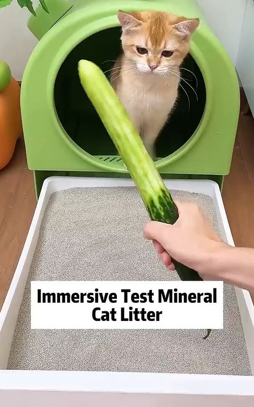 Keep your cat happy and your home fresh 🐾✨ Premium quality cat litter — super absorbent, low dust & odor control. Give your furry friend the comfort they deserve 🐱💖 📦 Available now | DM to order #CatLitter #CatCare #PetCare #CatsOfInstagram #CatLovers #PetSupplies #CatLife #KittyCare #PetProducts #CatHygiene #CleanHome #PetEssentials #CatParents #FurryFriends #PetShop #CatWorld #KittenLove #PetBusiness #InstaCats #CatNeeds
