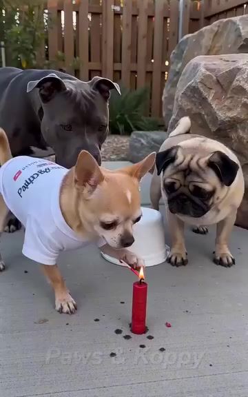 Chihuahua tricks Pug into opening the pot.💥🧨😂  #dog  #funnydog  #dogcomedy  #AI  #LOLAnimalss  #chihuahua #Rottweiler  #funnypets #petsoftiktok #funnyanimals #dogsoftiktok / #catsoftiktok #viralvideo #fyp   🎬 100% AI-generated video. Original story created for fun and family entertainment. All scenes are fictional. 🚫 No reuploads.