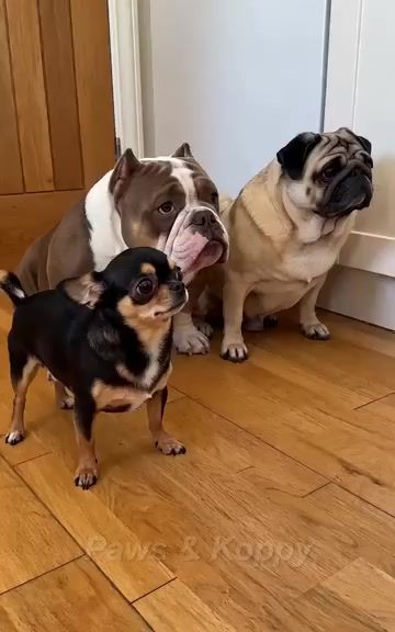 Ep 2 / Chihuahua is not happy.🥬🥦🥹😂  #funnypets #petsoftiktok #funnyanimals #dogsoftiktok / #catsoftiktok #viralvideo #fyp #AI  🎬 100% AI-generated video. Original story created for fun and family entertainment. All scenes are fictional. 🚫 No reuploads.